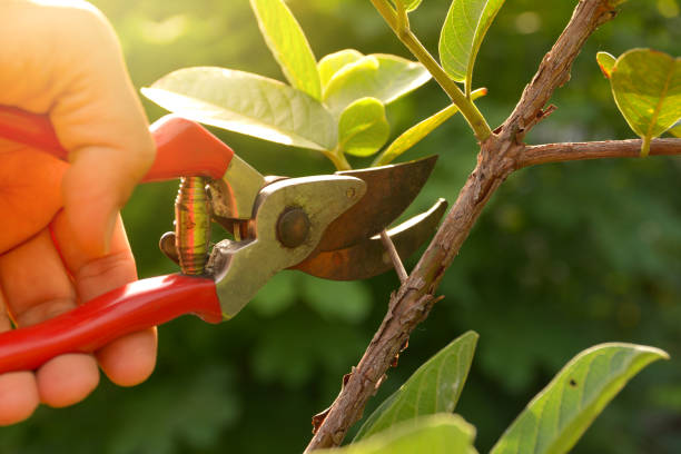 Best Lawn Watering Services  in Doniphan, MO